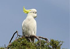 Sulphur-crested Cockatoo